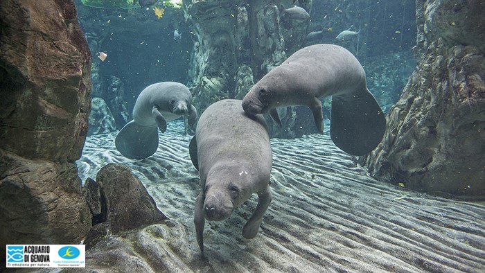 viaggi a genova (ge), liguria - hotel holiday inn genoa city ... - Pacchetti Soggiorno Acquario Di Genova viaggi a genova (ge), liguria - hotel holiday inn genoa city ... - Pacchetti Soggiorno Acquario Di Genova