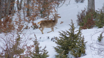 HOTEL PARADISO AREMOGNA