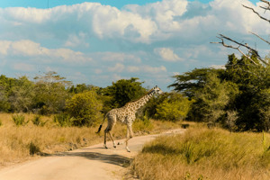 WARIDI BEACH RESORT + SAFARI immagine generale