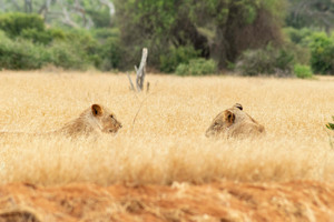 WARIDI BEACH RESORT + SAFARI immagine n.3