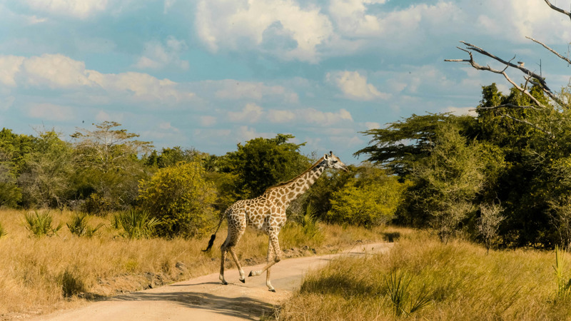 WARIDI BEACH RESORT + SAFARI