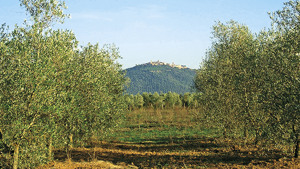 AGRITURISMO BENVENUTI immagine n.2