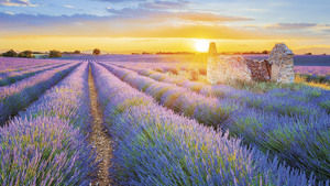 TOUR FIORITURA LAVANDA IN PROVENZA immagine n.2