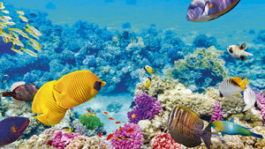 SHERATON SHARM HOTEL immagine generale